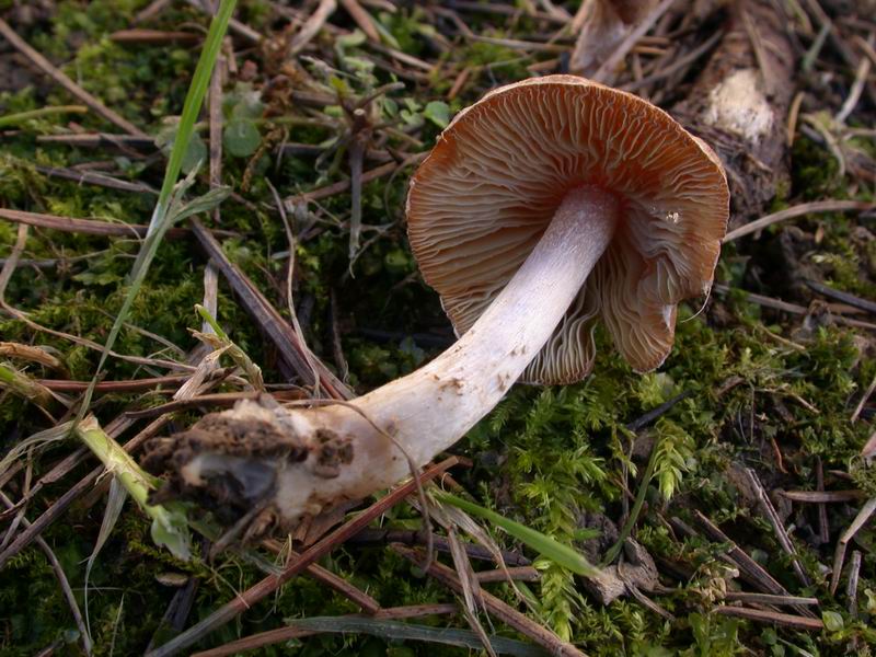 Psathyrella candolleana